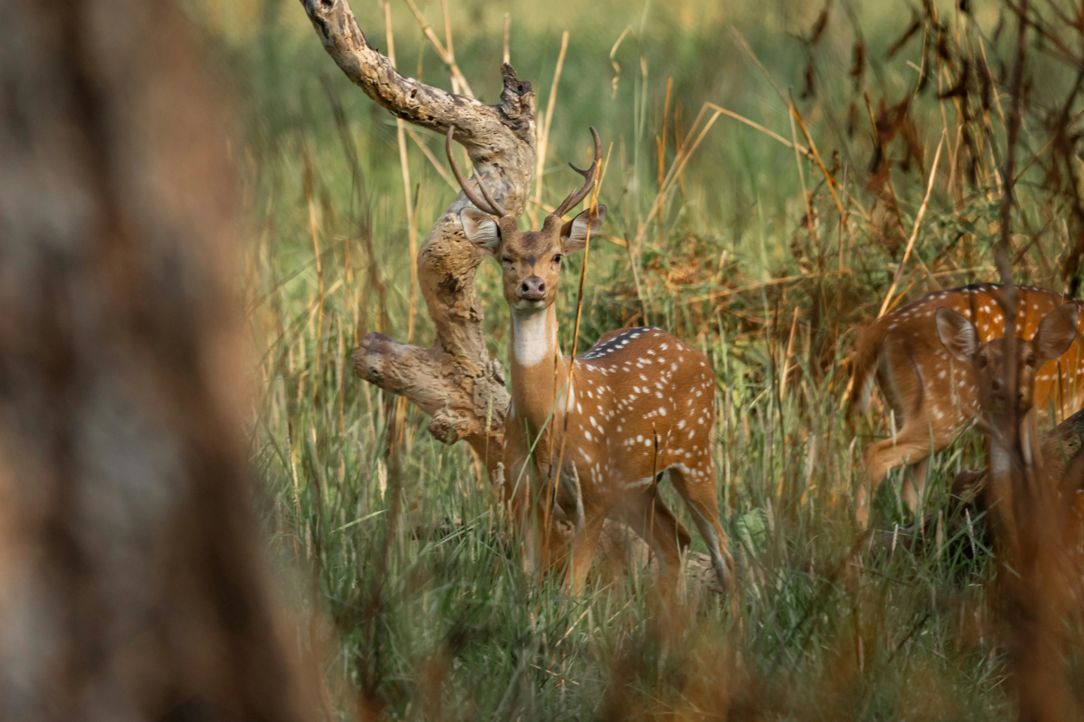 Chitwan Jungle Safari