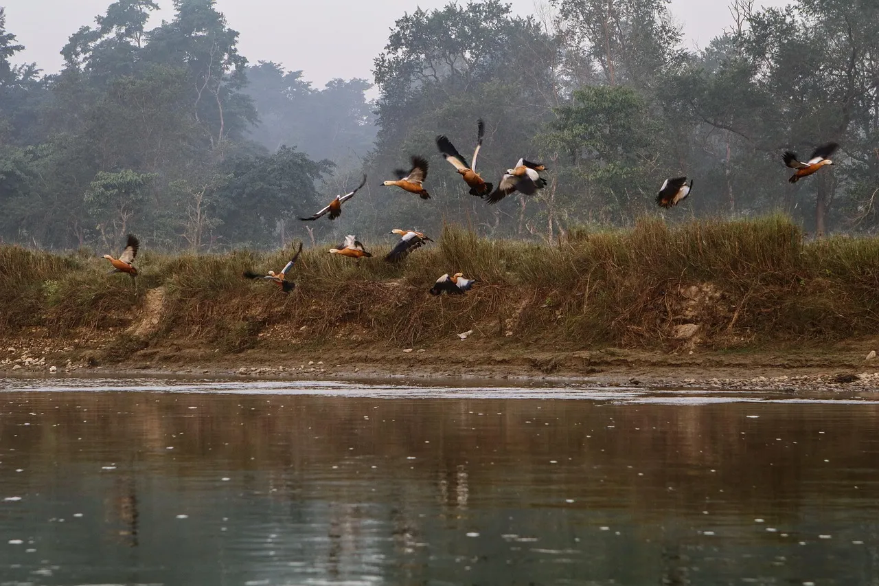 Chitwan Jungle Safari